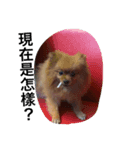 Cute Pomeranian Hana Dog（個別スタンプ：5）