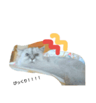 コワモテねこちゃん（個別スタンプ：2）