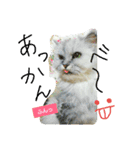 コワモテねこちゃん（個別スタンプ：3）