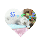 コワモテねこちゃん（個別スタンプ：5）