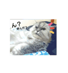 コワモテねこちゃん（個別スタンプ：6）