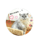コワモテねこちゃん（個別スタンプ：8）