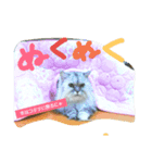 コワモテねこちゃん（個別スタンプ：10）