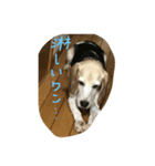 頑張れジョニーくん（個別スタンプ：4）