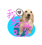 DOBBY the dog（個別スタンプ：1）