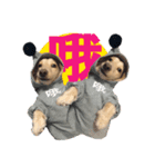 DOBBY the dog（個別スタンプ：2）