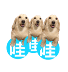 DOBBY the dog（個別スタンプ：3）