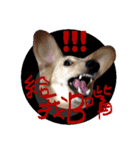 DOBBY the dog（個別スタンプ：5）