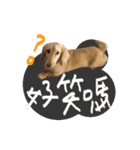 DOBBY the dog（個別スタンプ：7）
