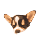 チワワのサニーです。（個別スタンプ：4）