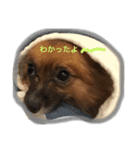 963pu（個別スタンプ：16）