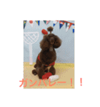 ヨウちゃん(トイプードル)（個別スタンプ：3）