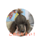 ヨウちゃん(トイプードル)（個別スタンプ：7）