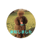 ヨウちゃん(トイプードル)（個別スタンプ：9）