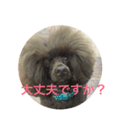 ヨウちゃん(トイプードル)（個別スタンプ：10）