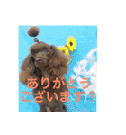 ヨウちゃん(トイプードル)（個別スタンプ：12）