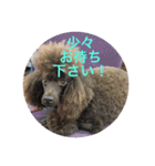 ヨウちゃん(トイプードル)（個別スタンプ：15）
