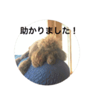 ヨウちゃん(トイプードル)（個別スタンプ：17）