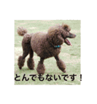 ヨウちゃん(トイプードル)（個別スタンプ：23）