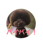 ヨウちゃん(トイプードル)（個別スタンプ：27）