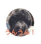 ヨウちゃん(トイプードル)（個別スタンプ：29）