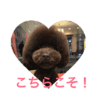 ヨウちゃん(トイプードル)（個別スタンプ：33）