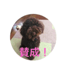 ヨウちゃん(トイプードル)（個別スタンプ：34）