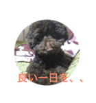 ヨウちゃん(トイプードル)（個別スタンプ：35）