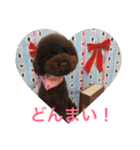 ヨウちゃん(トイプードル)（個別スタンプ：36）