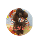 ヨウちゃん(トイプードル)（個別スタンプ：38）