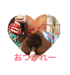 ヨウちゃん(トイプードル)（個別スタンプ：39）