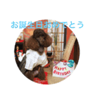 ヨウちゃん(トイプードル)（個別スタンプ：40）