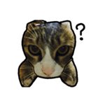 Milu Cat Life..（個別スタンプ：1）