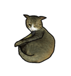 Milu Cat Life..（個別スタンプ：3）