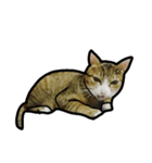 Milu Cat Life..（個別スタンプ：4）