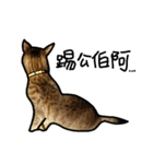 Milu Cat Life..（個別スタンプ：5）