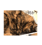 モカココア（個別スタンプ：3）