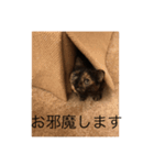 モカココア（個別スタンプ：5）