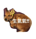 Ganbb so cute cute~~（個別スタンプ：6）
