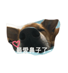 Ganbb so cute cute~~（個別スタンプ：7）