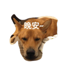 Ganbb so cute cute~~（個別スタンプ：10）