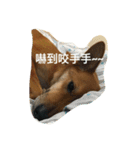 Ganbb so cute cute~~（個別スタンプ：15）
