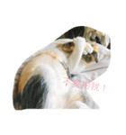 You MIAW's（個別スタンプ：7）