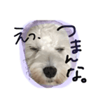 いとう家のlucky君。一言ver（個別スタンプ：5）