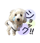 いとう家のlucky君。一言ver（個別スタンプ：6）