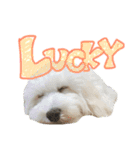 いとう家のlucky君。一言ver（個別スタンプ：10）