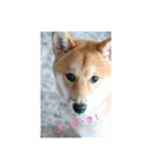 柴犬りゅう3（個別スタンプ：3）