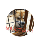 柴犬くうた（個別スタンプ：5）