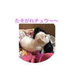 和み犬（個別スタンプ：3）