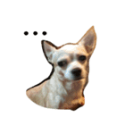 Nionio is a Chihuahua（個別スタンプ：11）